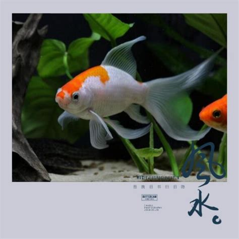 玄關魚缸風水|魚缸千萬別這樣擺！養魚風水5大重點